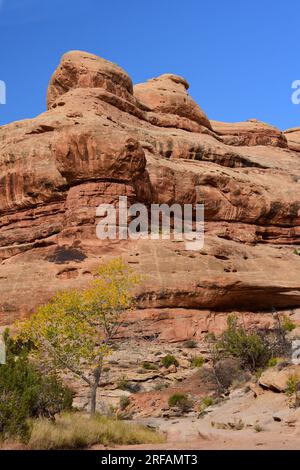 spettacolari formazioni di roccia rossa lungo il sentiero primaverile collins in una giornata di sole nella grande area di gulch di cedro mesa vicino a blanding, utah Foto Stock