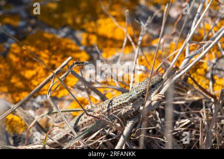 La lucertola muraria di Erhard, Podarcis erhardii Foto Stock