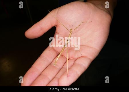 Derby Quad Insects Spiders Creepy Crawlies - Carausius morosus - una specie di Phasmatodea. Foto Stock