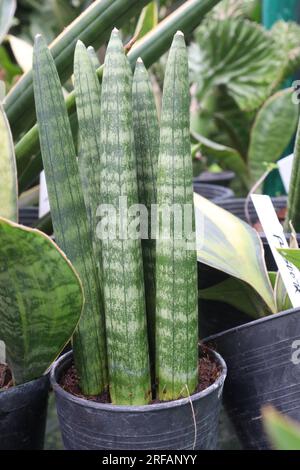 La pianta a foglia di Dracaena angolensis in vaso in vivaio per la raccolta sono colture da reddito Foto Stock