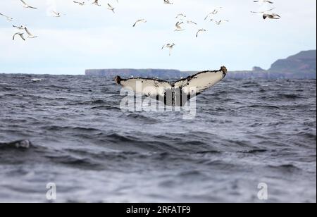 Coda di una megattere mentre si tuffa nell'Oceano Atlantico al largo delle coste delle isole di Mull e Iona nelle Ebridi interne della Scozia Foto Stock