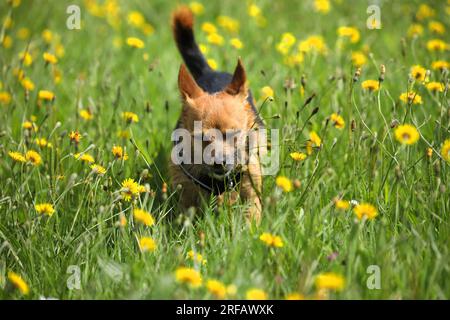 Piccolo cane che corre attraverso il prato di fiori selvatici Foto Stock