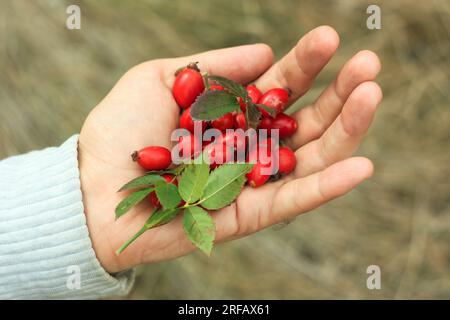 Rosehip picking maschio Hand Fall Forest. Concetto di raccolta di erbe fresche di bacche selvatiche. Mangiare il sistema immunitario locale aumentando le bevande del tè. Autunno natura salute Foto Stock
