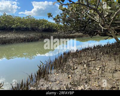 Verdi giovani alberi di mangrovie e pnematofore - radici che crescono dal basso verso l'alto per lo scambio di gas. Piantando mangrovie in corsia costiera del mare, Nuova Zelanda. Foto Stock