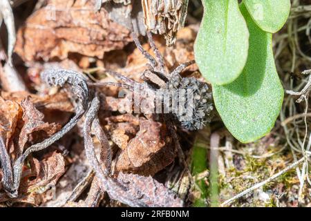 Ragno di lupo femmina che porta giovani ragni sulla schiena, un membro della famiglia Lycosidae, Hampshire, Inghilterra, Regno Unito Foto Stock