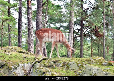 Pascolo di cervi incolti nello zoo norvegese. Foto Stock