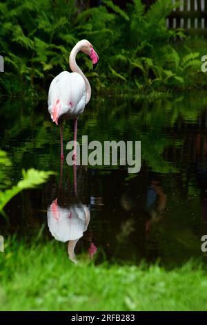 Foto verticale del fenicottero rosa allo zoo. Riflessi d'acqua e piante verdi. Foto Stock