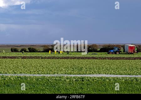 Raccolta di lattughe Bawdsey Suffolk UK Foto Stock