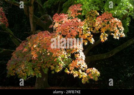 In autunno o in autunno arriva alberi iniziano a girare e lascia prendere su colori vivaci la creazione di visualizzatori di rossi e arancioni e gialli nella foresta. Foto Stock