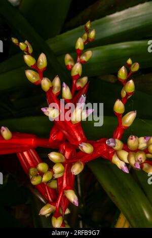 Bromeliade Aechmea, rosso, giallo blu, coltivato, Malanda, Australia. Foto Stock