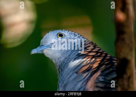 Colomba con spalle al bar, Geopelia humeralis, colomba dalla coda lunga, originaria dell'Australia, ritratto, spazio didascalia, Wild, Malanda, Australia. Foto Stock