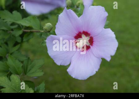 Hibiscus Syrian o Chinese Rose, fiori della famiglia Malvaceae. Cespuglio fiorito con fiori di ibisco. Bianco Foto Stock