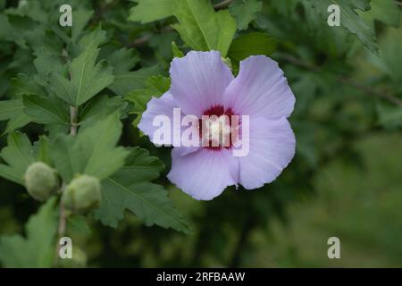 Hibiscus Syrian o Chinese Rose, fiori della famiglia Malvaceae. Cespuglio fiorito con fiori di ibisco. Bianco Foto Stock