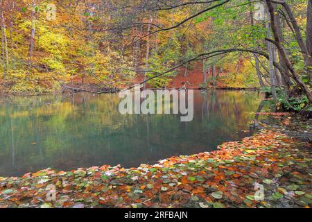 Foglie autunnali cadute che galleggiano nell'acqua del fiume Pinnau che scorre attraverso la foresta decidua che mostra colori autunnali, Schleswig-Holstein, Germania Foto Stock