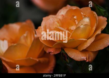 Primo piano di due rose arancioni Foto Stock
