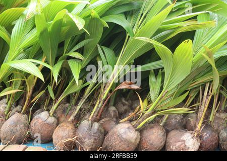 la palma da cocco in fattoria per la raccolta sono colture da contante Foto Stock