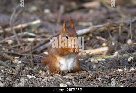 Primo piano dello scoiattolo rosso che mangia noci al Formby Reserve Foto Stock