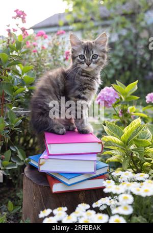 curioso gattino domestico soffice siede su una pila di libri colorati tra fiori in giardino. Curioso animale domestico. disintossicazione digitale. concetto di istruzione e motivazione Foto Stock