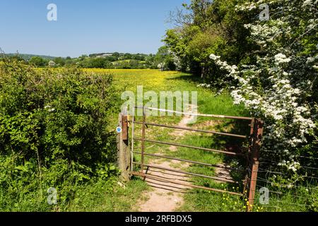 Cancello sul sentiero Herefordshire Way attraverso Buttercup Fields nella Golden Valley con la fioritura del biancospino in estate. Peterchurch, Herefordshire, Inghilterra Foto Stock