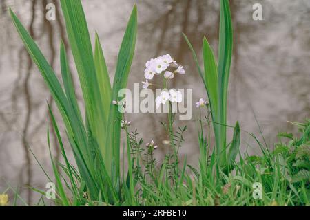 Lady's Smock o Cuckoo Flower (Cardamine pratensis) fioritura dal Monmouthshire e dal Brecon Canal. Powys, Galles, Regno Unito, Gran Bretagna Foto Stock