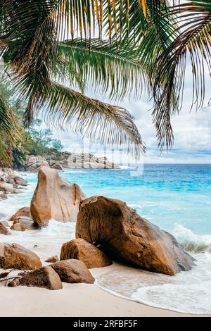 Rocce e palme lungo la riva, Anse Intendance, Mahé, Seychelles Foto Stock