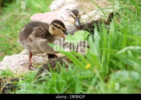 Anatre sulla riva del lago Foto Stock