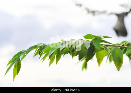 Calabura, Jam Tree o ciliegia giamaicana o ciliegia malese o Muntingia calabura L o MUNTINGIACEAE o pianta di ciliegia dell'India occidentale con fiore sull'albero Foto Stock