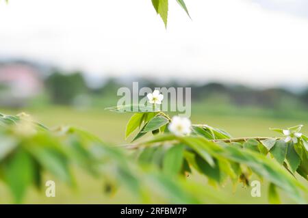 Calabura, Jam Tree o ciliegia giamaicana o ciliegia malese o Muntingia calabura L o MUNTINGIACEAE o pianta di ciliegia dell'India occidentale con fiore sull'albero Foto Stock
