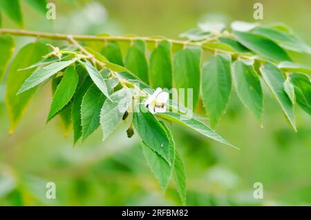 Calabura, Jam Tree o ciliegia giamaicana o ciliegia malese o Muntingia calabura L o MUNTINGIACEAE o pianta di ciliegia dell'India occidentale con fiore sull'albero Foto Stock