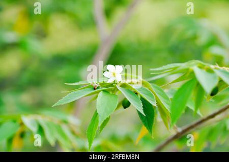 Calabura, Jam Tree o ciliegia giamaicana o ciliegia malese o Muntingia calabura L o MUNTINGIACEAE o pianta di ciliegia dell'India occidentale con fiore sull'albero Foto Stock