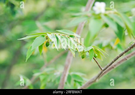 Calabura, Jam Tree o ciliegia giamaicana o ciliegia malese o Muntingia calabura L o MUNTINGIACEAE o pianta di ciliegia dell'India occidentale con fiore sull'albero Foto Stock