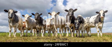 Raggruppa mucche in prima fila, un branco bianco e nero insieme in un campo, felice e gioioso e un cielo nuvoloso blu, una vista panoramica ampia Foto Stock