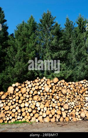 Tronchi impilati vicino a una foresta in una giornata di sole, Parco regionale naturale dei Vulcani dell'Auvergne, dipartimento del Puy de Dome, Alpes Rodano dell'Auvergne, Francia Foto Stock