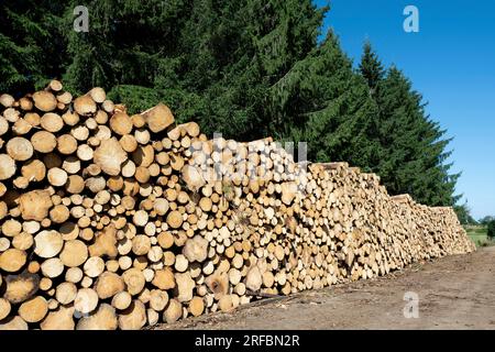 Tronchi impilati vicino a una foresta in una giornata di sole, Parco regionale naturale dei Vulcani dell'Auvergne, dipartimento del Puy de Dome, Alpes Rodano dell'Auvergne, Francia Foto Stock