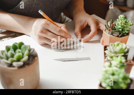 Etichettatura di piante grasse in vasi in vendita. Donna laorista che scrive titoli per piante da casa nella propria collezione. Concetto di hobby e piccola impresa. Repotting Foto Stock