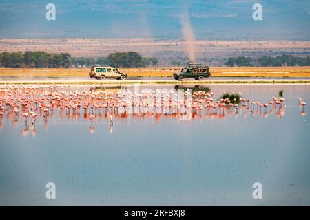 Un gregge di fenicotteri minori tra i veicoli da safari al Parco Nazionale di Amboseli, Kenya Foto Stock