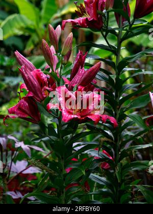 Primo piano dell'esotica esplosione del giglio in fiore estivo Lilium Pink. Foto Stock