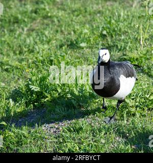 Barnacle Goose o Branta leucopsis nel parco Helsinki, Finlandia, maggio Foto Stock