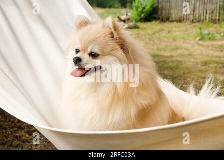 Il cane riproduce pomeranian spitz. Cane rosso seduto in erba verde primaverile sullo sfondo di un'amaca arancione Foto Stock