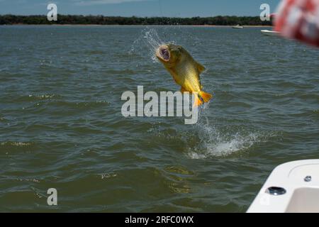 Grande dorato dorado (Salminus brasiliensis) che salta dall'acqua durante una giornata di pesca. Foto Stock