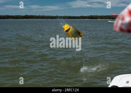 Grande dorato dorado (Salminus brasiliensis) che salta dall'acqua durante una giornata di pesca. Foto Stock