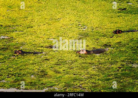 Vista ad alto angolo degli ippopotami in una palude del Parco Nazionale di Amboseli, Kenya Foto Stock