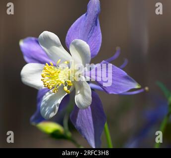 Un singolo fiore viola della Colorado Columbine al sole Foto Stock