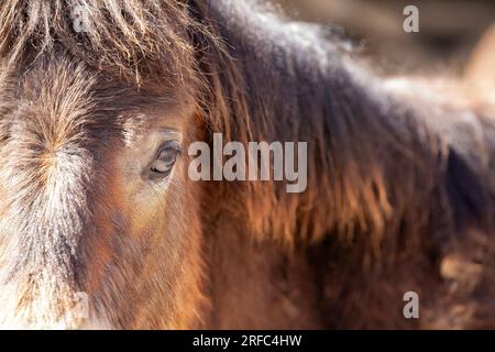 Immagine ravvicinata di una baia scura o occhio pony Exmoor marrone. I pony vivono nella brughiera inglese e l'immagine è un primo piano dell'occhio e della criniera dei pony Foto Stock