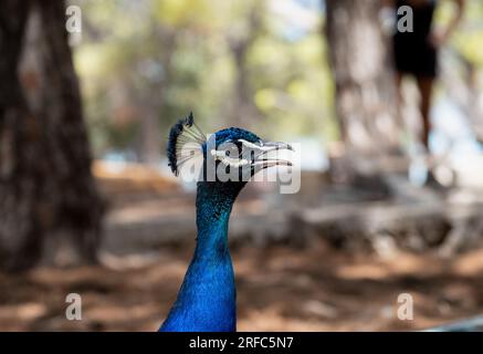 Primo piano di un pavone blu. Un uccello bello e colorato. Foto Stock