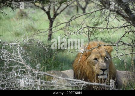 Ritratto ravvicinato di grande formato di un leone maschio selvaggio sudafricano, che guarda la fotocamera mentre è nascosto con una leonessa addormentata sotto un albero. Foto Stock
