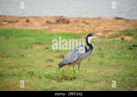 BIRDS- Africa- primo piano di un Heron selvaggio dalla testa Nera Foto Stock