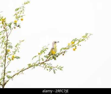 Un uccello solare femminile con il cibo in bocca Foto Stock