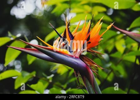 LA MAGGIOR PARTE DEI FIORI ESOTICI VISTI NELLE COLLINE Foto Stock