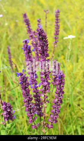 Salvia pratensis (salvia pratensis) fiorisce tra le erbe selvatiche Foto Stock